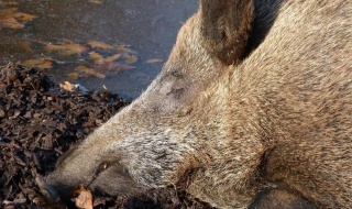 ASF w powiecie piotrkowskim: nowe znalezisko, rozszerzone przeszukania i większy odstrzał sanitarny
