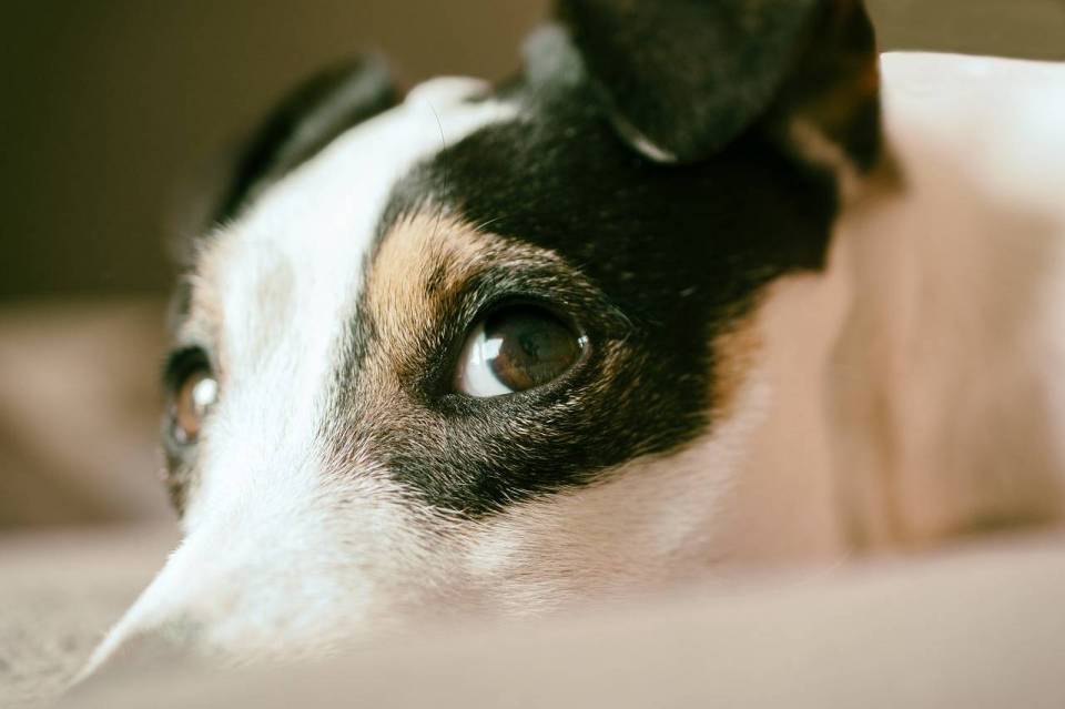 jack-russel-4961793_1280
